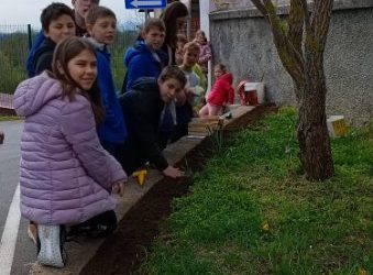 Sajenje čebulic